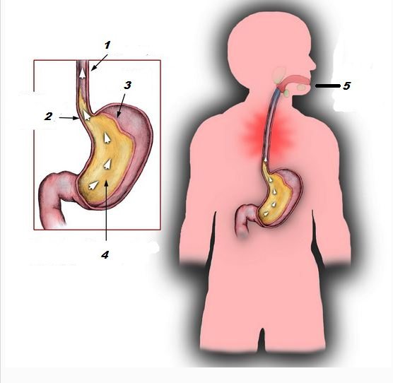 Mahan anatomia. Ihmisen vatsan rakenne ja toiminta