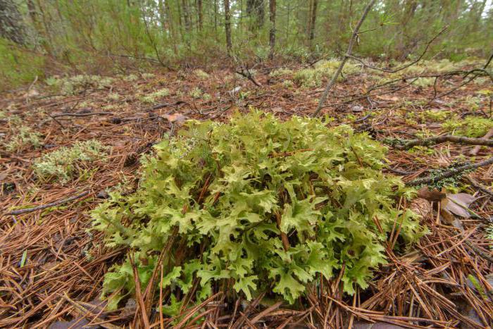 Islantilainen cetarium (islantilainen sammal): kuvaus, farmakologiset ominaisuudet, kemiallinen koostumus ja käyttö