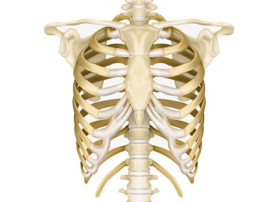 Ihmisen rintakehä: anatomia ja perustoiminnot