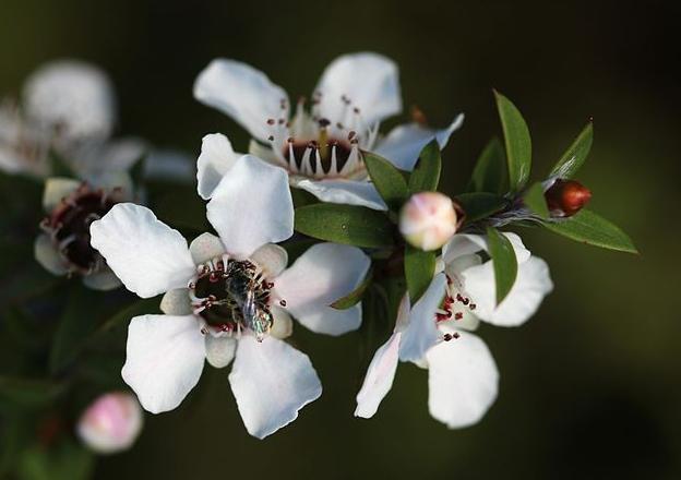 hunaja manuka