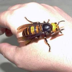 purenta hornet ensiapu